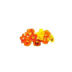 Edible Flower 25 gr per punnet