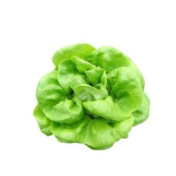 Lettuce Butterhead 500 gr