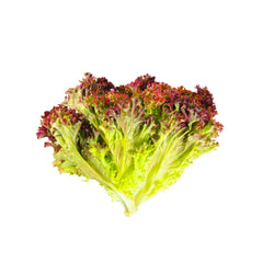 Lettuce Lollo Rosso Red 250 gr